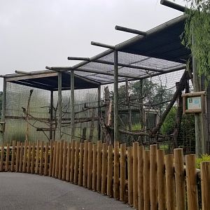Virginia Safari Park - Common Squirrel Monkeys
