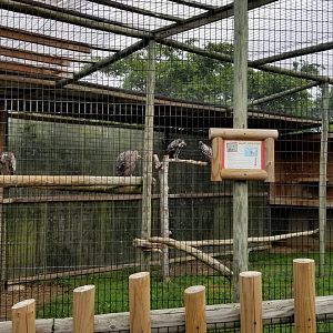 Virginia Safari Park - Ruppell's Griffon Vultures