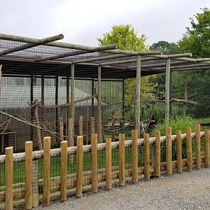 Virginia Safari Park - Ringtailed Lemurs and Indian Star Tortoise
