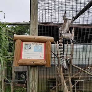 Virginia Safari Park - Ringtailed Lemurs