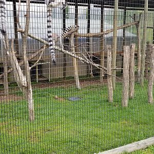 Virginia Safari Park - Indian Star Tortoise on ground