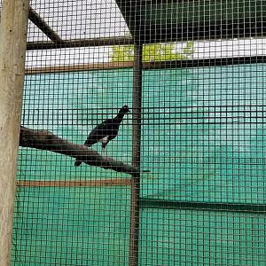 Virginia Safari Park - unsigned curassow
