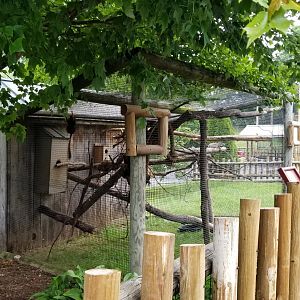 Virginia Safari Park - Golden-headed Tamarins and Green Iguana