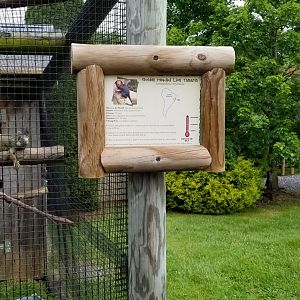 Virginia Safari Park - Green Iguana