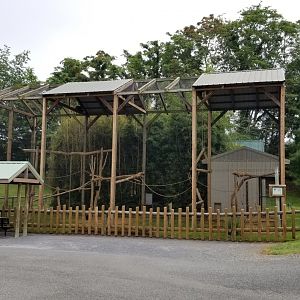 Virginia Safari Park - Brown-headed Spider Monkey