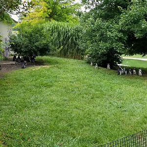 Virginia Safari Park - back corner of African Penguins