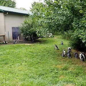 Virginia Safari Park - African Penguins, back corner and entrance to indoors