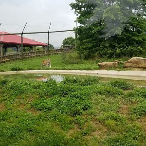 Virginia Safari Park - Left side of tiger yard