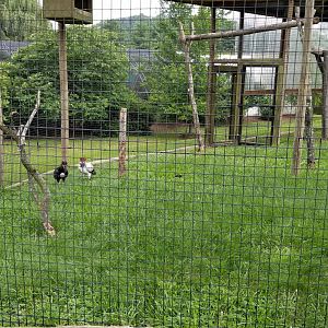 Virginia Safari Park - King Vultures