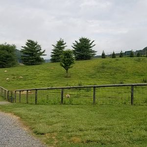 Virginia Safari Park - Alpaca and Aldabra yard, viewed from above/right