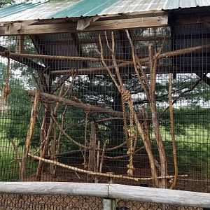 Virginia Safari Park - DeBrazza's Monkey