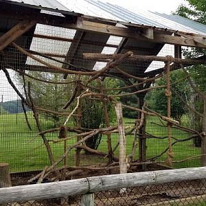 Virginia Safari Park - Tamandua
