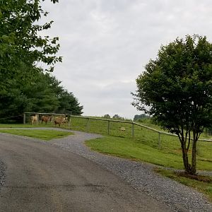 Virginia Safari Park - Path to giraffes/left corner of alpacas
