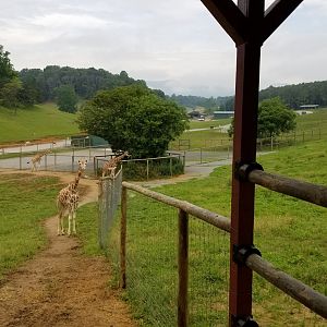 Virginia Safari Park - View of giraffes and beyond