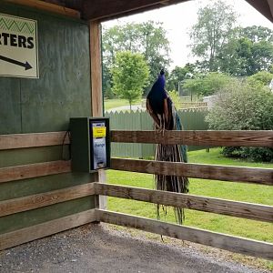 Virginia Safari Park - Peacock demands quarters