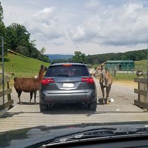 Virginia Safari Park - Safari entrance