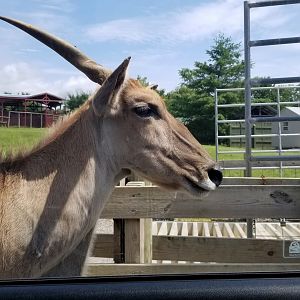 Virginia Safari Park - Common Eland