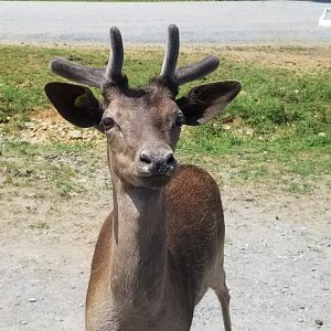 Virginia Safari Park - Deer