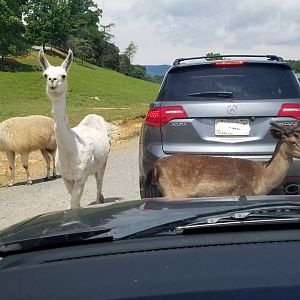 Virginia Safari Park - Llamas, deer, ostrich