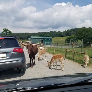 Virginia Safari Park - common eland, watusi, fallow deer, giraffes