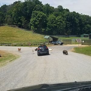 Virginia Safari Park - Camel yard
