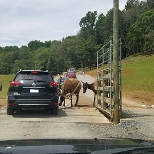 Virginia Safari Park - Elk