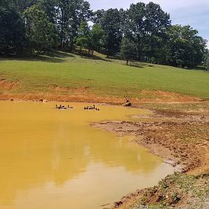 Virginia Safari Park - Pere David's Deer, Emus