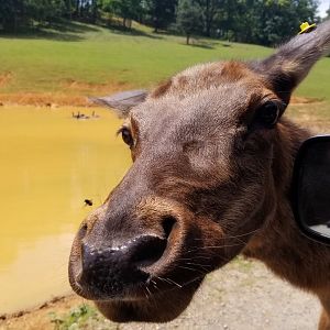 Virginia Safari Park - Elk cow and fly