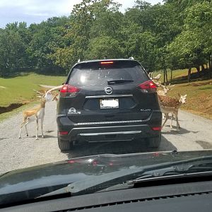 Virginia Safari Park - Blackbuck, deer