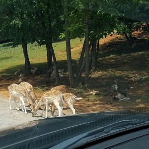 Virginia Safari Park - Fallow deer in the shade