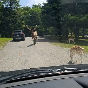 Virginia Safari Park - Elk, deer