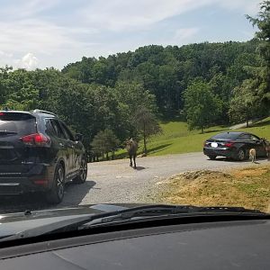 Virginia Safari Park - View, nilgai, fallow deer, sika deer