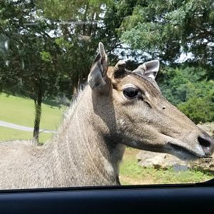 Virginia Safari Park - male nilgai