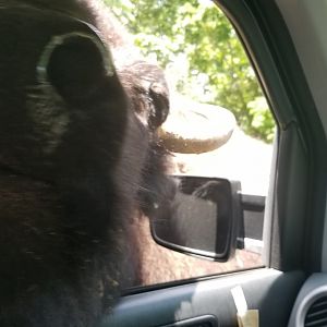 Virginia Safari Park - Bison kiss