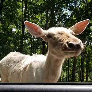 Virginia Safari Park - white Elk cow