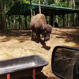 Virginia Safari Park - Bison