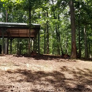 Virginia Safari Park - Bison hang out