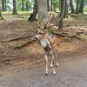Virginia Safari Park - Axis Deer