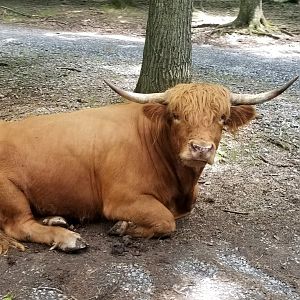 Virginia Safari Park - Cow
