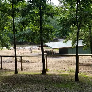 Virginia Safari Park - Zebra yard
