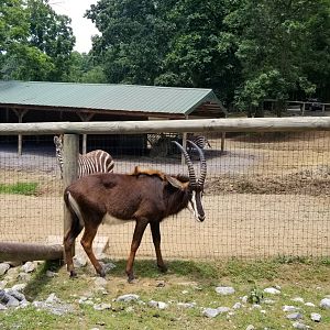 Virginia Safari Park - Sable, zebras