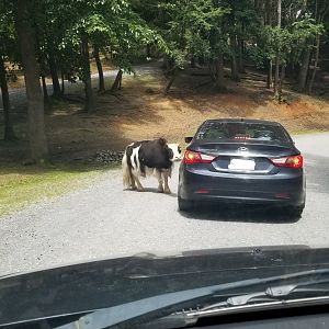 Virginia Safari Park - Yak