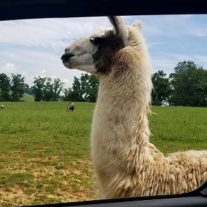 Virginia Safari Park - *supposed* to be a photo of the Gnu babies