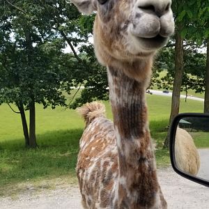 Virginia Safari Park - A very interesting looking llama
