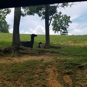 Virginia Safari Park - Llama and baby