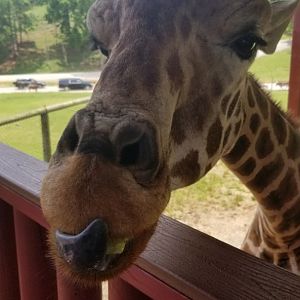 Virginia Safari Park - Feeding the male giraffe