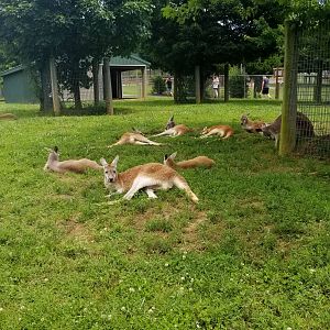 Virginia Safari Park - Red kangaroos