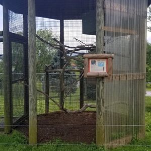 Virginia Safari Park - Kookaburras