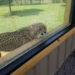Virginia Safari Park - Shy female