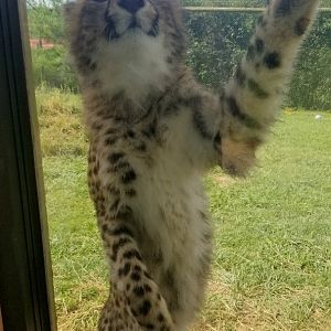 Virginia Safari Park - climbing